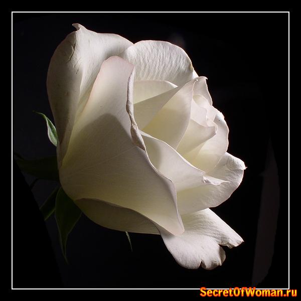 Печальная история белых роз